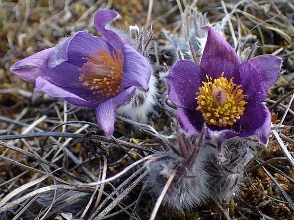 Pulsatilla grandis \ Gro�e Kuhschelle / Greater Pasque-Flower, D Eching 5.4.2023