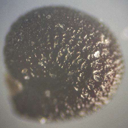 Portulaca oleracea s.str. \ Glattfr&uuml;chtiger Portulak / Smooth-Fruited Purslane, D Mannheim 2.9.2018