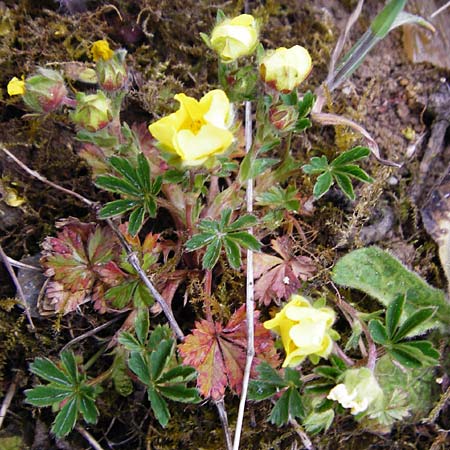 Potentilla pseudoheptaphylla \ Unbeschriebenes Fingerkraut / Non-described Cinquefoil, D Langg&ouml;ns 25.4.2015