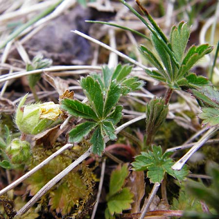Potentilla pseudoheptaphylla \ Unbeschriebenes Fingerkraut / Non-described Cinquefoil, D Langg&ouml;ns 25.4.2015