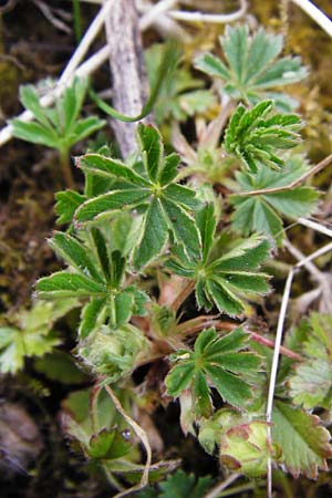 Potentilla pseudoheptaphylla \ Unbeschriebenes Fingerkraut / Non-described Cinquefoil, D Langg&ouml;ns 25.4.2015