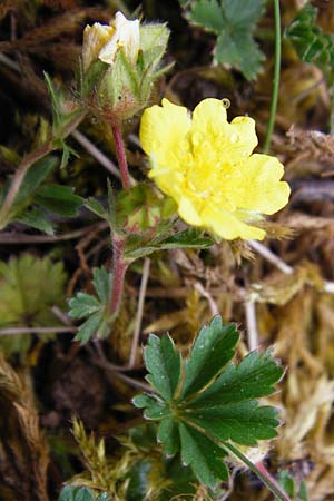 Potentilla pseudoheptaphylla \ Unbeschriebenes Fingerkraut / Non-described Cinquefoil, D Langg&ouml;ns 25.4.2015