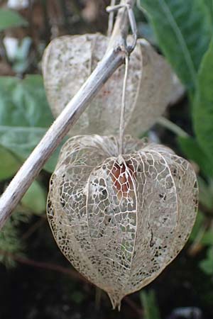 Physalis alkekengi \ Judenkirsche, Lampionblume / Japanese Lantern, Bladder Cherry, D Mannheim 24.6.2016