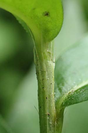 Persicaria mitis \ Milder Kn�terich / Water-Pepper, D Wald-Erlenbach 30.7.2016