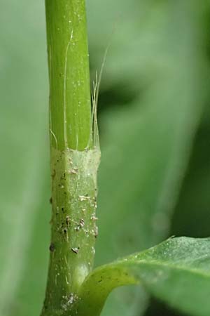 Persicaria mitis \ Milder Kn�terich / Water-Pepper, D Wald-Erlenbach 30.7.2016