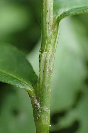 Persicaria mitis \ Milder Kn�terich / Water-Pepper, D Wald-Erlenbach 30.7.2016