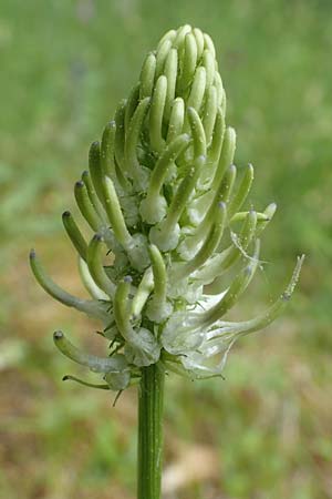 Phyteuma x adulterinum \ Hybrid-Teufelskralle / Hybrid Rampion, D Ottorfszell 13.5.2018