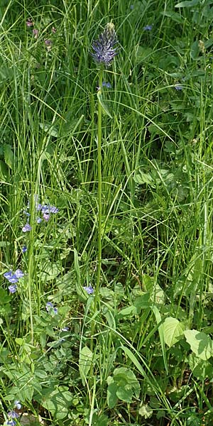 Phyteuma x adulterinum \ Hybrid-Teufelskralle / Hybrid Rampion, D Ottorfszell 13.5.2018