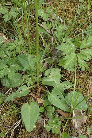 Phyteuma x adulterinum \ Hybrid-Teufelskralle / Hybrid Rampion, D Ottorfszell 13.5.2018