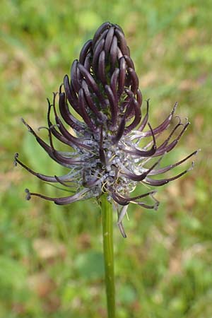 Phyteuma x adulterinum \ Hybrid-Teufelskralle / Hybrid Rampion, D Ottorfszell 17.5.2018