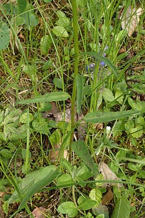 Phyteuma x adulterinum \ Hybrid-Teufelskralle / Hybrid Rampion, D Ottorfszell 17.5.2018