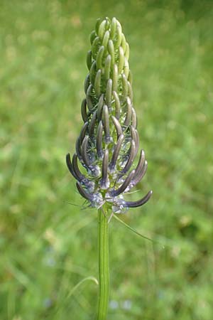 Phyteuma x adulterinum \ Hybrid-Teufelskralle / Hybrid Rampion, D Ottorfszell 17.5.2018