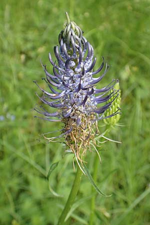 Phyteuma x adulterinum \ Hybrid-Teufelskralle / Hybrid Rampion, D Ottorfszell 17.5.2018