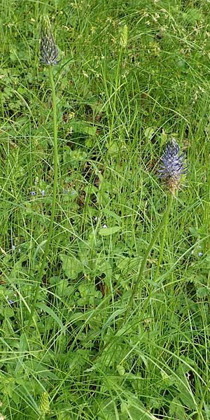 Phyteuma x adulterinum \ Hybrid-Teufelskralle / Hybrid Rampion, D Ottorfszell 17.5.2018