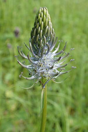 Phyteuma x adulterinum \ Hybrid-Teufelskralle / Hybrid Rampion, D Ottorfszell 17.5.2018