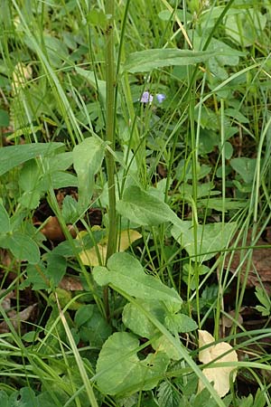 Phyteuma x adulterinum \ Hybrid-Teufelskralle / Hybrid Rampion, D Ottorfszell 17.5.2018