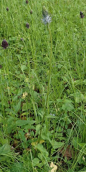Phyteuma x adulterinum \ Hybrid-Teufelskralle / Hybrid Rampion, D Ottorfszell 17.5.2018