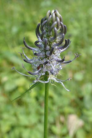 Phyteuma x adulterinum \ Hybrid-Teufelskralle / Hybrid Rampion, D Ottorfszell 17.5.2018