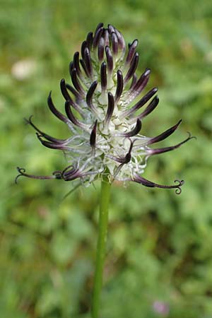 Phyteuma x adulterinum \ Hybrid-Teufelskralle / Hybrid Rampion, D Ottorfszell 17.5.2018