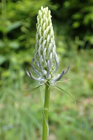 Phyteuma x adulterinum \ Hybrid-Teufelskralle / Hybrid Rampion, D Ottorfszell 17.5.2018
