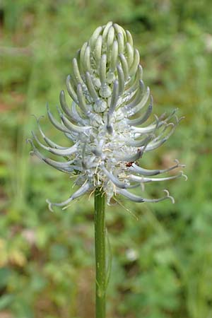 Phyteuma x adulterinum \ Hybrid-Teufelskralle / Hybrid Rampion, D Ottorfszell 17.5.2018
