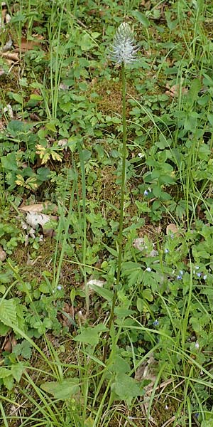 Phyteuma x adulterinum \ Hybrid-Teufelskralle / Hybrid Rampion, D Ottorfszell 17.5.2018