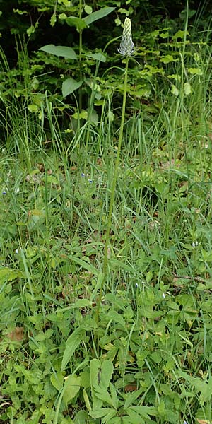 Phyteuma x adulterinum \ Hybrid-Teufelskralle / Hybrid Rampion, D Ottorfszell 17.5.2018