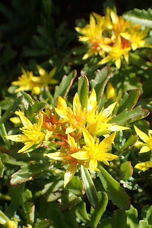 Sedum hybridum \ Sibirische Asienfetthenne / Mongolian Stonecrop, D Dortmund 22.5.2018
