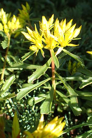 Sedum hybridum \ Sibirische Asienfetthenne / Mongolian Stonecrop, D Dortmund 22.5.2018