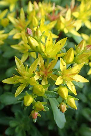 Sedum hybridum \ Sibirische Asienfetthenne / Mongolian Stonecrop, D Baesweiler 24.5.2018