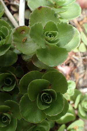 Sedum hybridum \ Sibirische Asienfetthenne / Mongolian Stonecrop, D Aachen-Haaren 13.6.2018