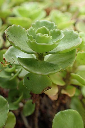 Sedum hybridum \ Sibirische Asienfetthenne / Mongolian Stonecrop, D Aachen-Haaren 13.6.2018