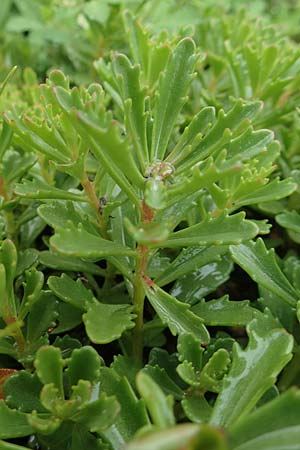 Sedum hybridum \ Sibirische Asienfetthenne / Mongolian Stonecrop, D Bochum 14.6.2018