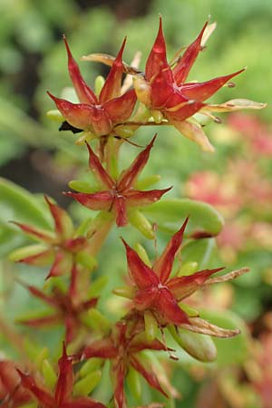 Sedum hybridum \ Sibirische Asienfetthenne / Mongolian Stonecrop, D Bochum 14.6.2018