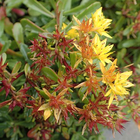Sedum hybridum \ Sibirische Asienfetthenne / Mongolian Stonecrop, D Bochum 14.6.2018