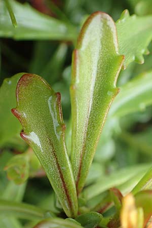 Sedum hybridum \ Sibirische Asienfetthenne / Mongolian Stonecrop, D Bochum 14.6.2018