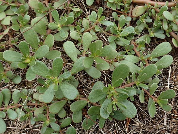 Portulaca papillatostellulata \ Papillenfr&uuml;chtiger Portulak / Papilla-Fruited Purslane, D Schwetzingen 3.9.2018