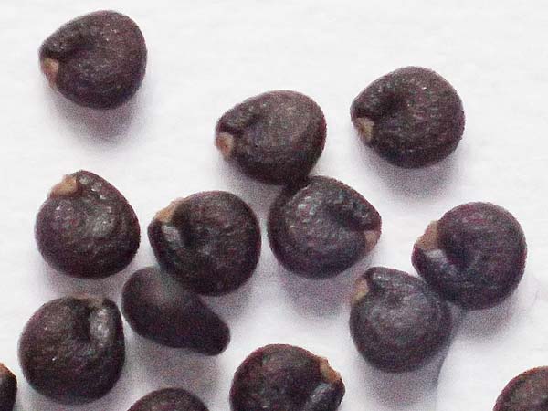 Portulaca papillatostellulata \ Papillenfr&uuml;chtiger Portulak / Papilla-Fruited Purslane, D Schwetzingen 3.9.2018