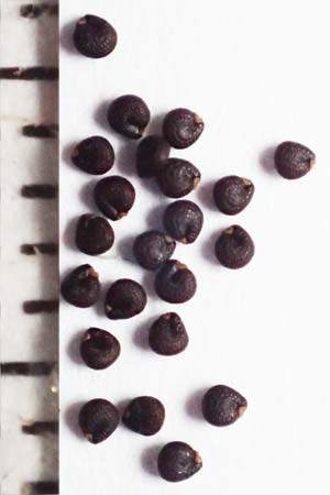 Portulaca papillatostellulata \ Papillenfr&uuml;chtiger Portulak / Papilla-Fruited Purslane, D Schwetzingen 3.9.2018