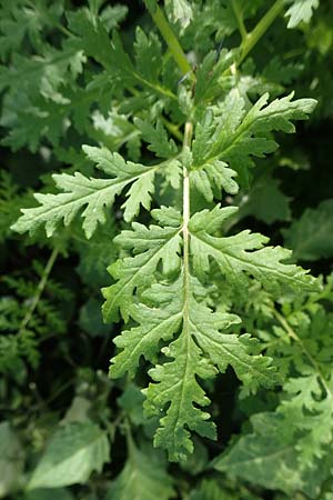 Phacelia tanacetifolia \ B�schelsch�n, Bienenfreund / Phacelia, D Mannheim 24.10.2019