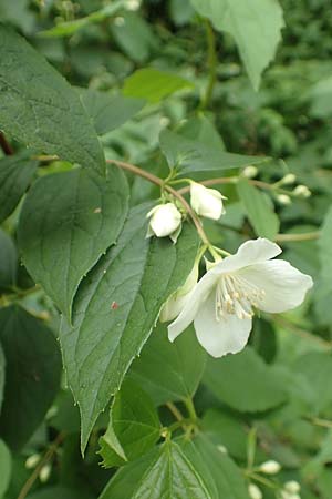 Philadelphus coronarius \ Europ�ischer Pfeifenstrauch, Falscher Jasmin / Sweet Mock Orange, English Dogwood, D Gr&uuml;nstadt-Asselheim 14.5.2020