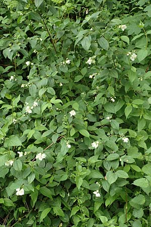 Philadelphus coronarius \ Europ�ischer Pfeifenstrauch, Falscher Jasmin / Sweet Mock Orange, English Dogwood, D Gr&uuml;nstadt-Asselheim 14.5.2020
