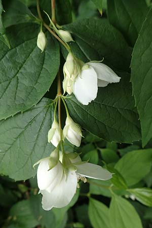 Philadelphus coronarius \ Europ�ischer Pfeifenstrauch, Falscher Jasmin / Sweet Mock Orange, English Dogwood, D Gr&uuml;nstadt-Asselheim 14.5.2020