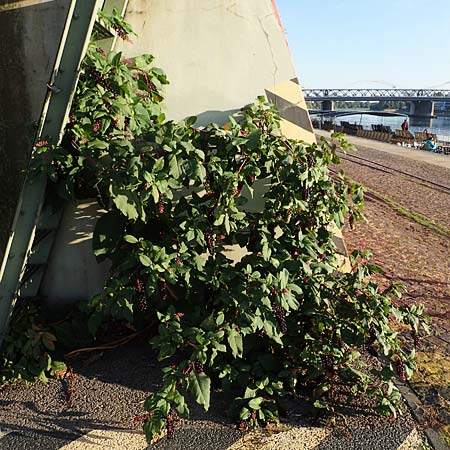 Phytolacca americana \ Amerikanische Kermesbeere / Pokeberry, D Mannheim 14.10.2021