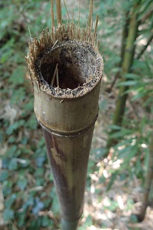 Phyllostachys nigra \ Schwarzrohr-Bambus / Black Bamboo, D Linkenheim-Hochstetten 23.7.2022