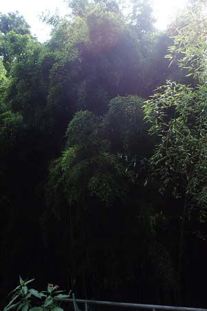 Phyllostachys nigra \ Schwarzrohr-Bambus / Black Bamboo, D Linkenheim-Hochstetten 23.7.2022