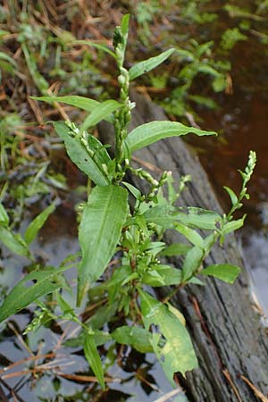 Persicaria hydropiper \ Wasserpfeffer-Kn�terich, Pfeffer-Kn�terich / Water-Pepper, D Lampertheim 11.9.2022