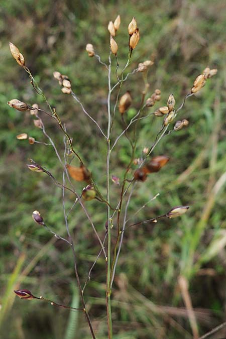 Panicum miliaceum subsp. ruderale \ Unkraut-Rispen-Hirse / Blackseeded Proso Millet, Broomcorn Millet, D Br&uuml;hl bei/near Mannheim 21.10.2022