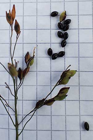 Panicum miliaceum subsp. ruderale \ Unkraut-Rispen-Hirse / Blackseeded Proso Millet, Broomcorn Millet, D Br&uuml;hl bei/near Mannheim 21.10.2022