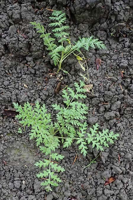 Phacelia tanacetifolia \ B�schelsch�n, Bienenfreund / Phacelia, D Mannheim 3.11.2025